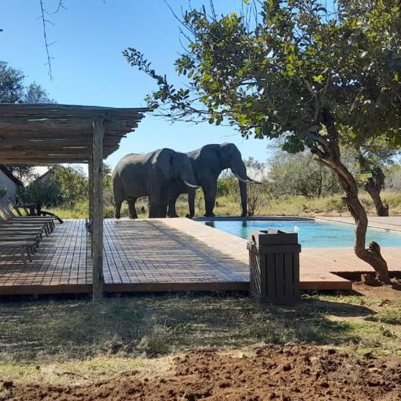 Honeyguide Tented Safari Camp - Khoka Moya Manyeleti Game Reserve Exterior foto