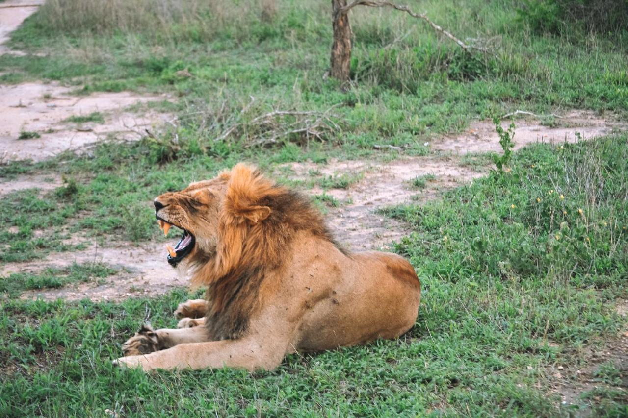 Honeyguide Tented Safari Camp - Khoka Moya Manyeleti Game Reserve Exterior foto